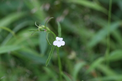 Striga angustifolia